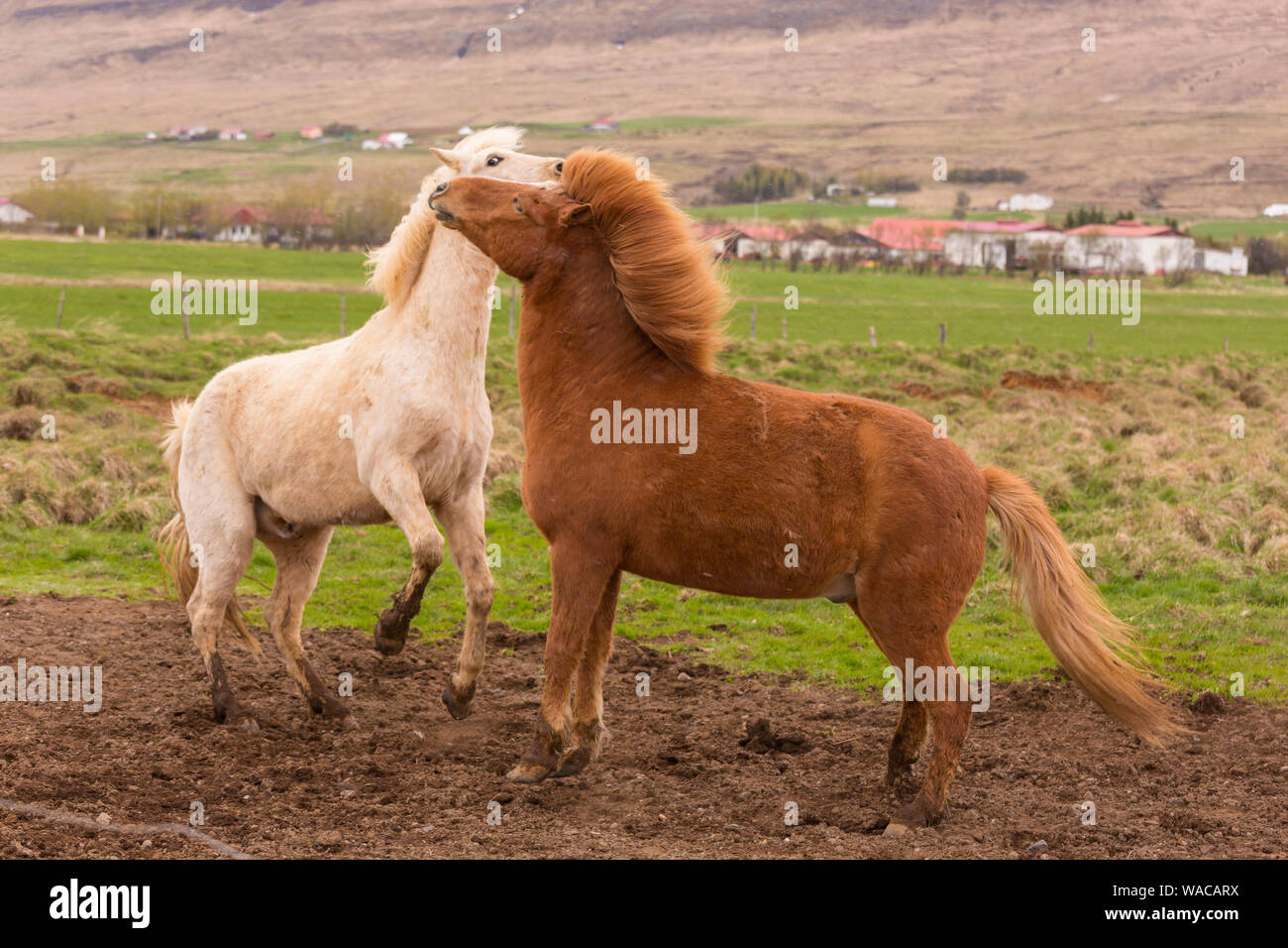 BORGARFJORDUR SUPERIORE, Islanda - cavalli islandesi giocando in agriturismo vicino a Rykholt. Foto Stock