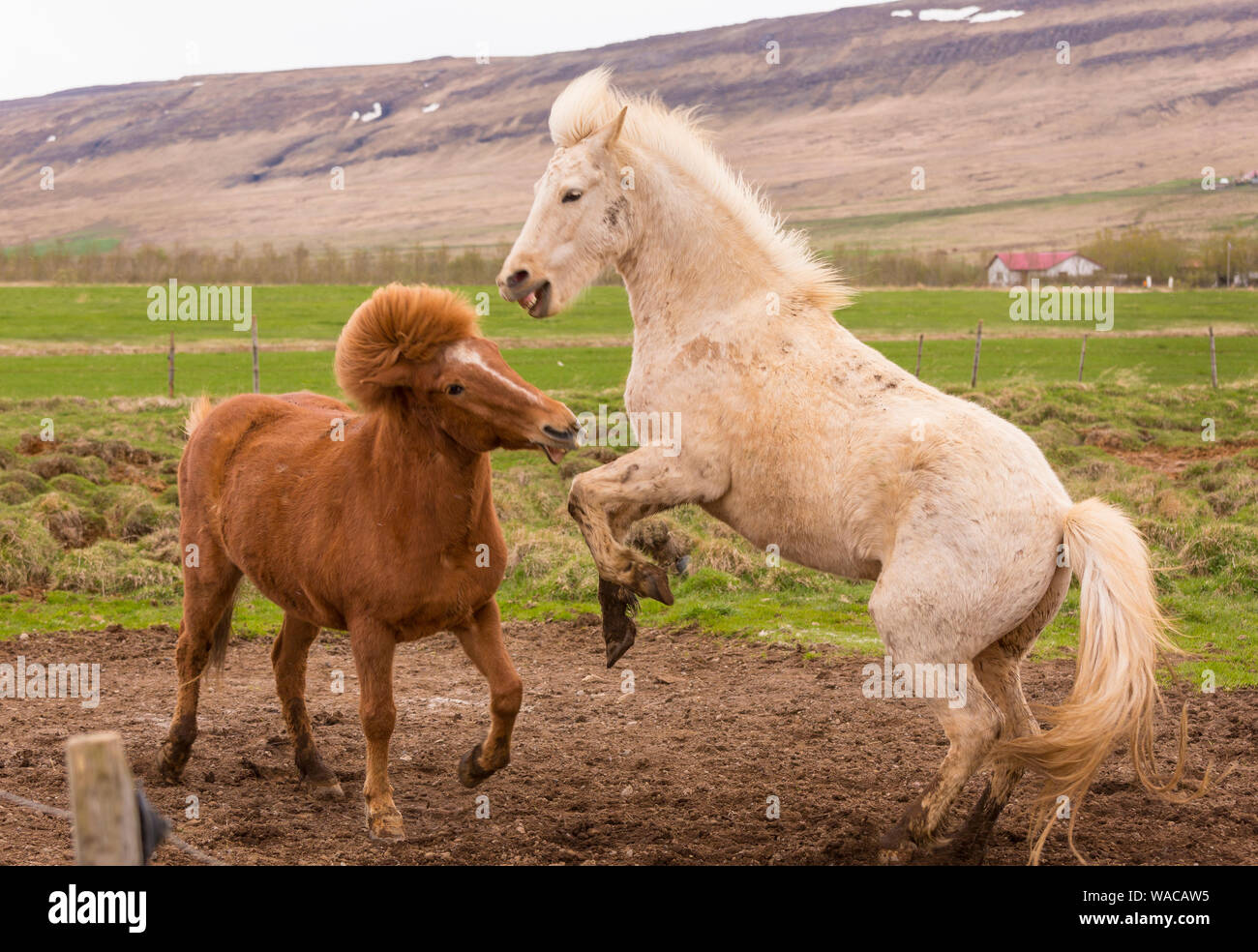 BORGARFJORDUR SUPERIORE, Islanda - cavalli islandesi giocando in agriturismo vicino a Rykholt. Foto Stock