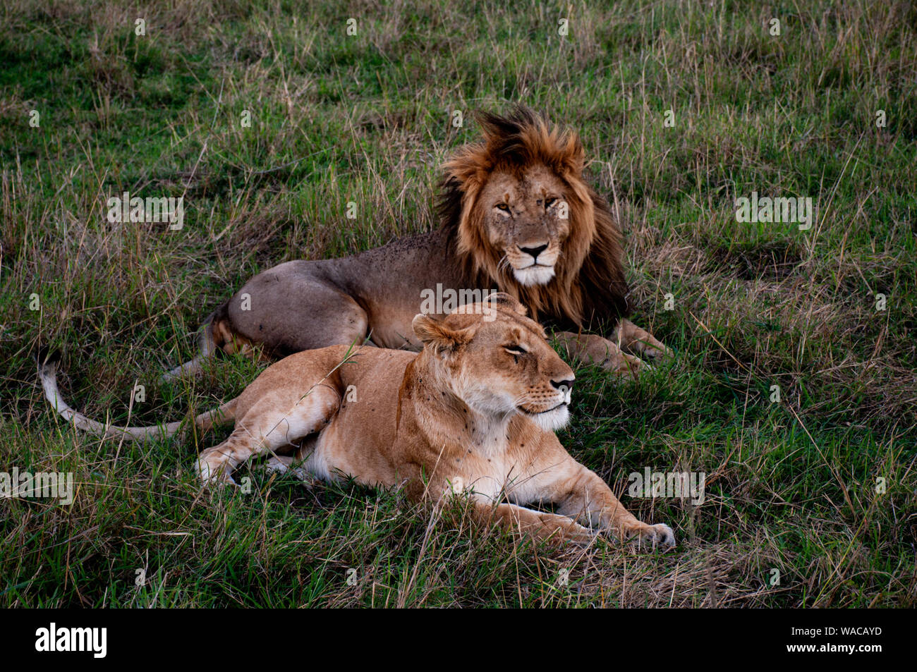 Löwen-Paar (Löwen-Pärchen) liegt träumend zusammen in der Masai Mara, Löwe schaut direkt in die Kamera Foto Stock