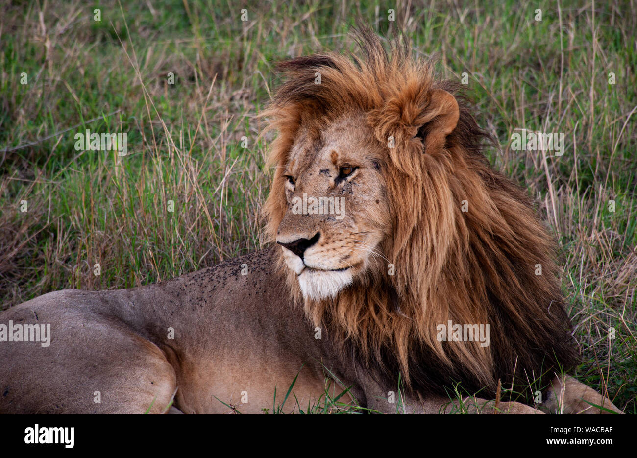 Männlicher Löwe mit beeindruckender Mähne seitlich nach rechts schauend in der Masai Mara Foto Stock