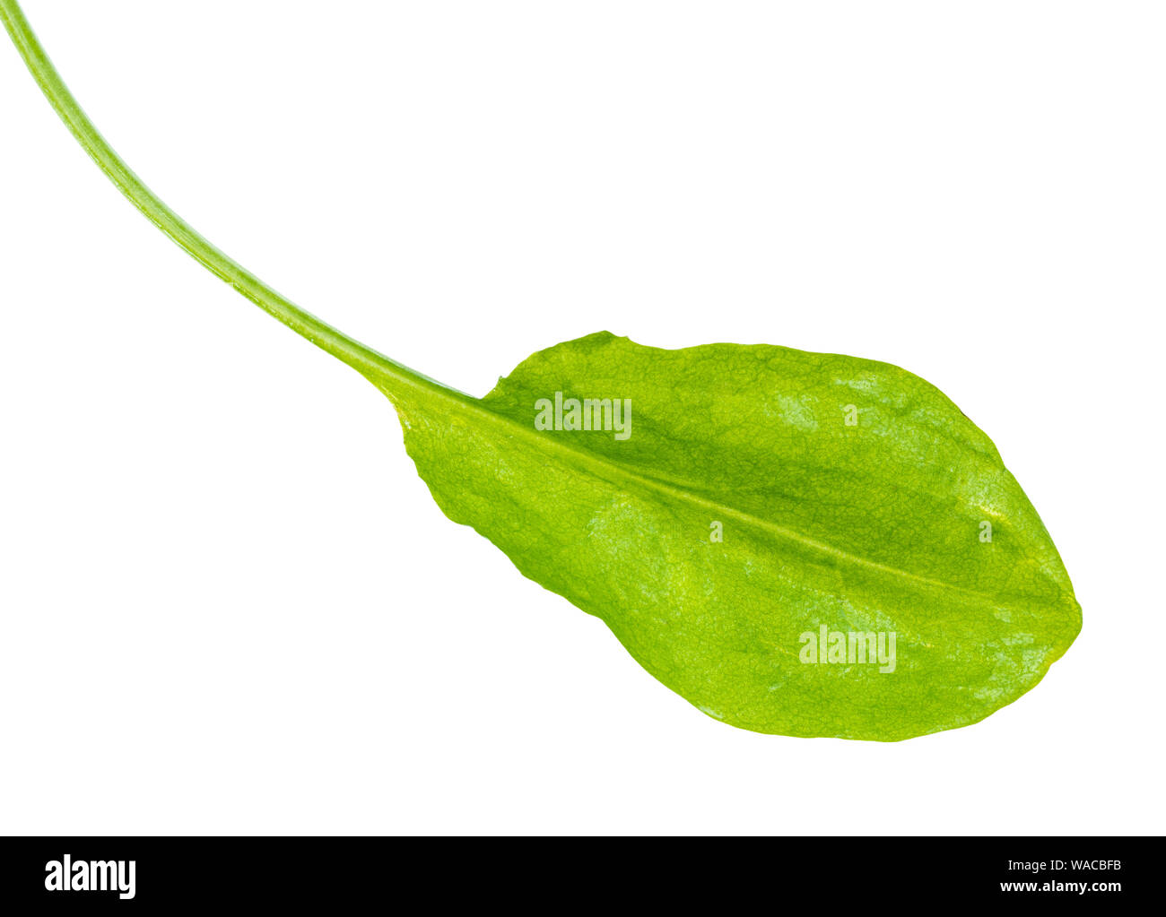 Foglia di fresco verde sorrel herb intaglio su sfondo bianco Foto Stock