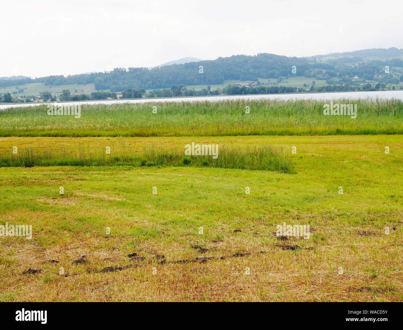 Ungemähter Streifen (für Tierwelt/Insekten) im Naturschutzgebiet von Seegräben am Pfäffikersee ZH Foto Stock