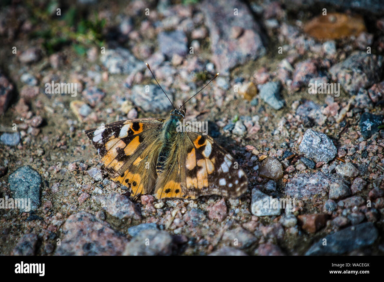 Dipinto di Lady - Vanessa cardui poggiante su un percorso in una riserva naturale nel Kent. Regno Unito. Foto Stock