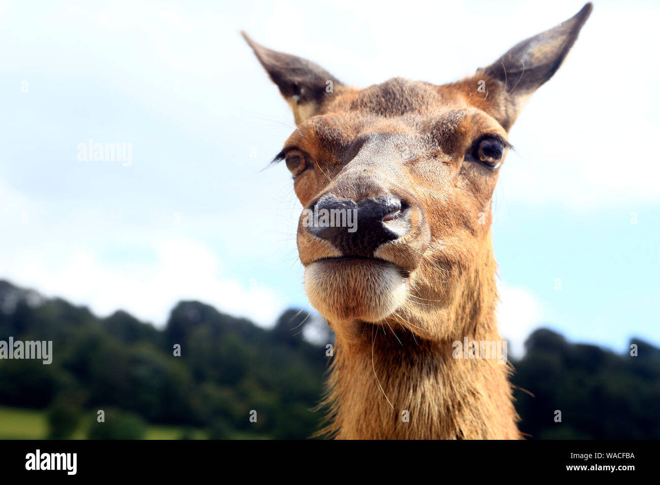 Longleat Safari Park Foto Stock