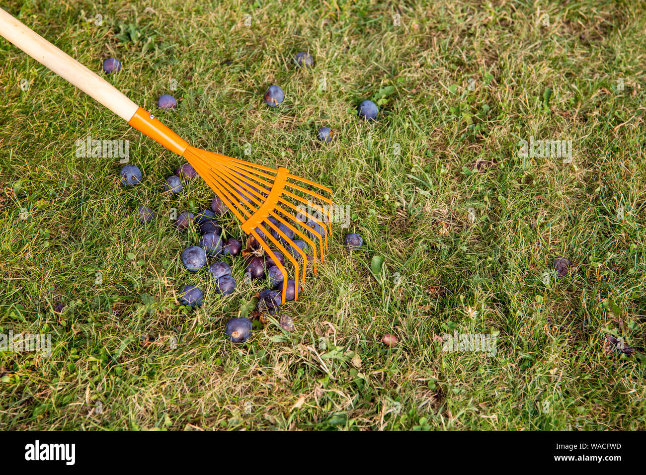 Utilizzando foglie rastrello per spazzare il vecchio soft marcio gone bad prugne insieme da erba verde in giardino. Foto Stock
