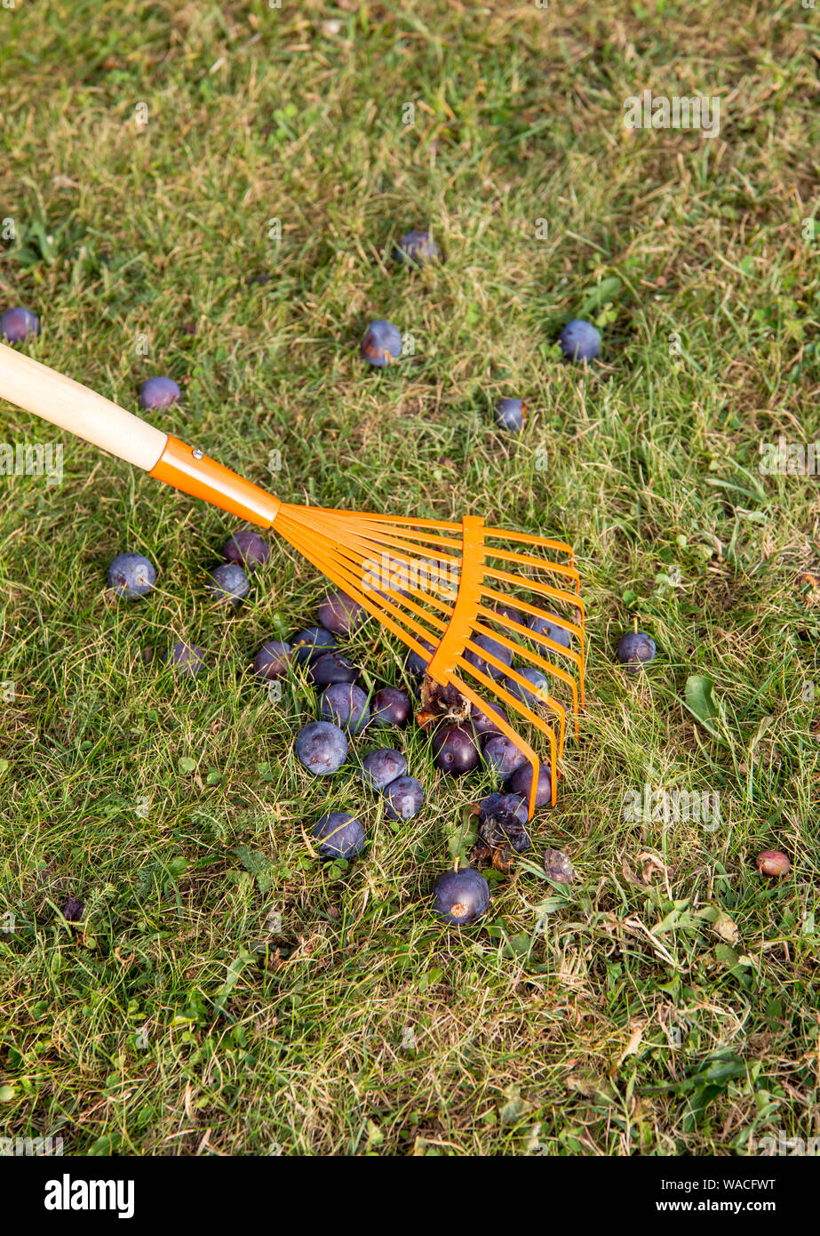 Utilizzando foglie rastrello per spazzare il vecchio soft marcio gone bad prugne insieme da erba verde in giardino. Foto Stock
