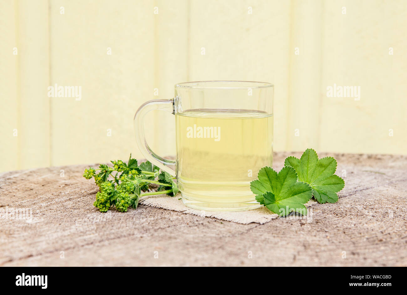 Alchemilla vulgaris, comune della signora medicinali mantello tisana concetto. Composizione su legno naturale dello sfondo. Foto Stock