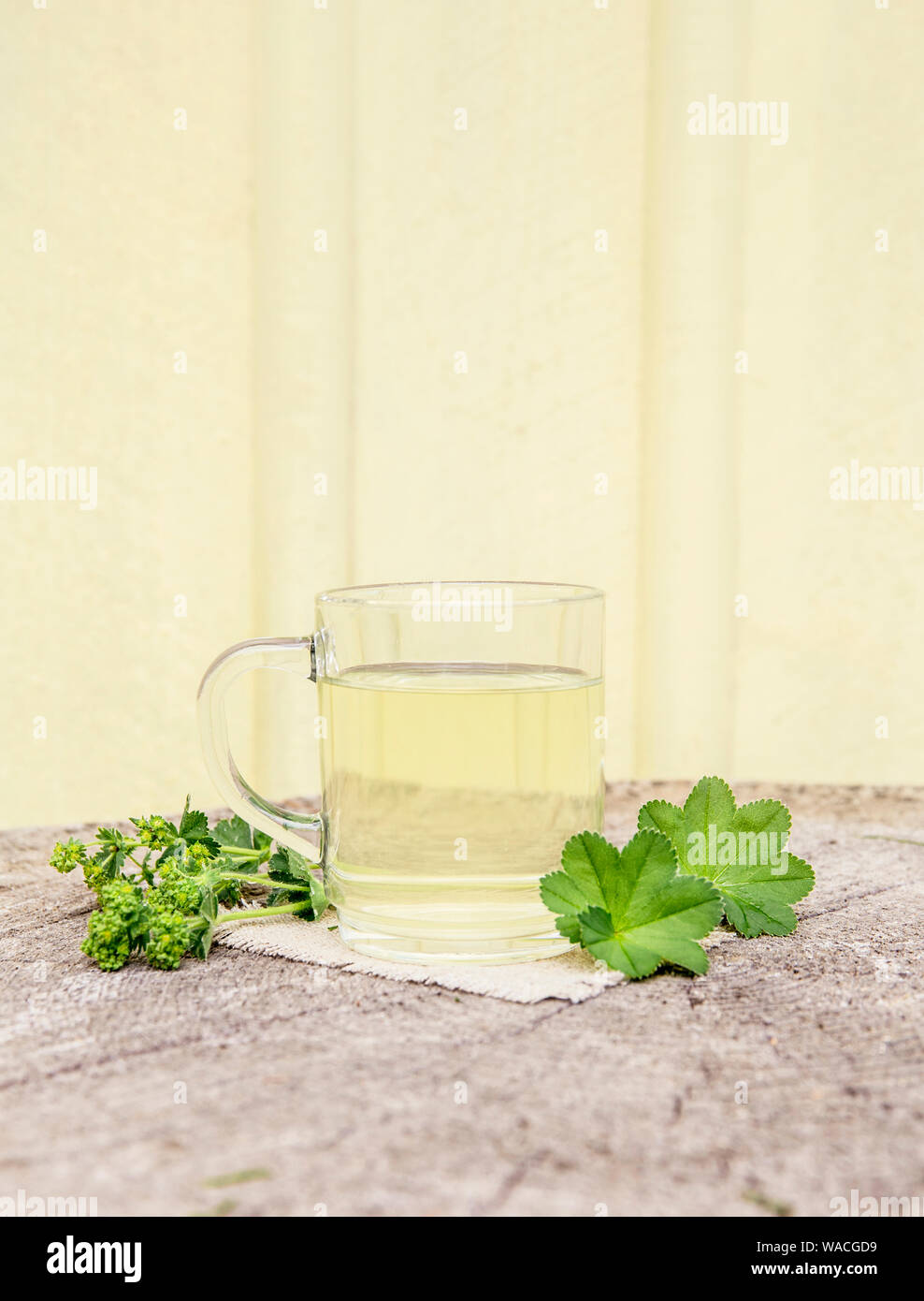 Alchemilla vulgaris, comune della signora medicinali mantello tisana concetto. Composizione su legno naturale dello sfondo. Foto Stock