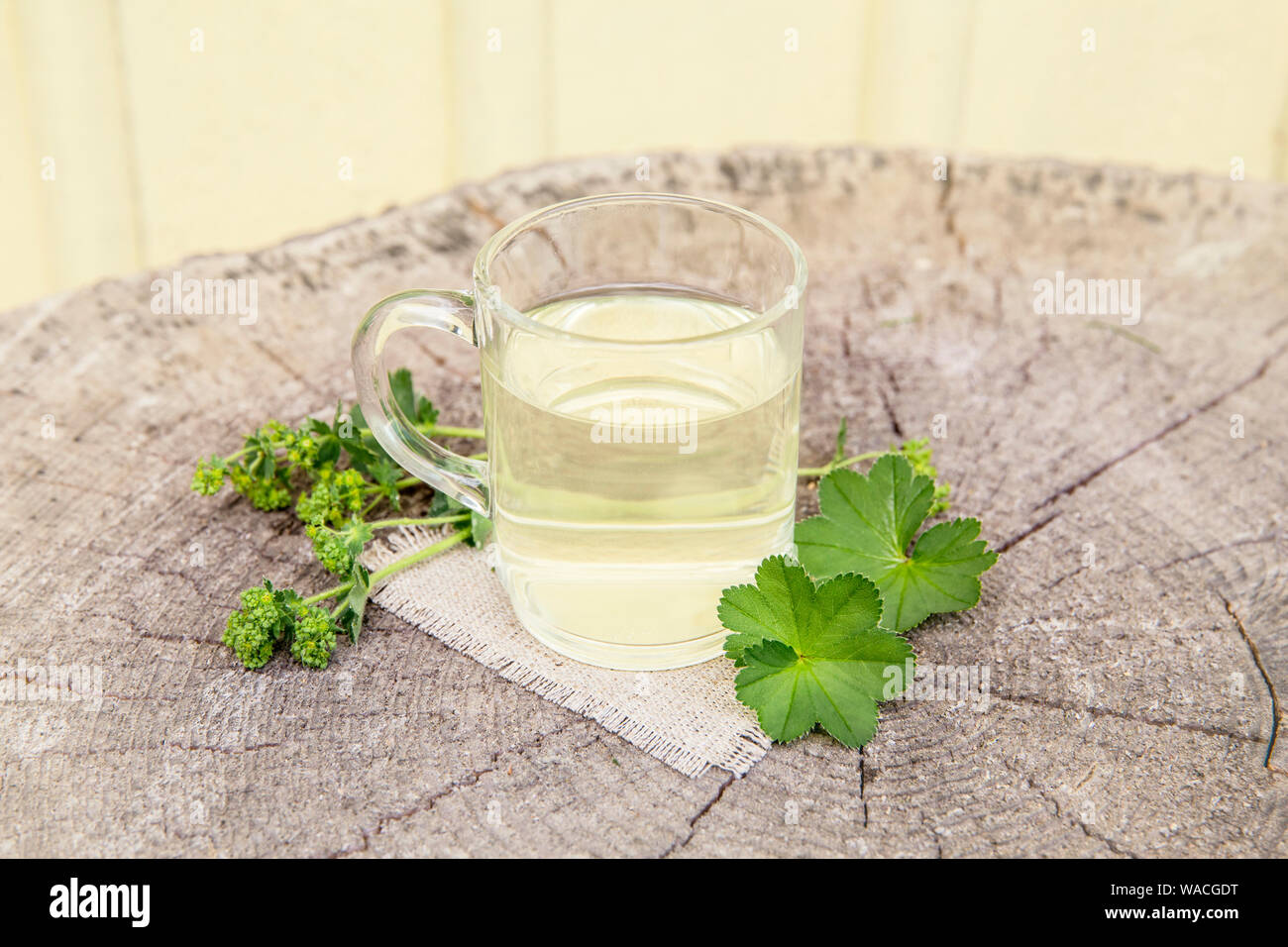 Alchemilla vulgaris, comune della signora medicinali mantello tisana concetto. Composizione su legno naturale dello sfondo. Foto Stock
