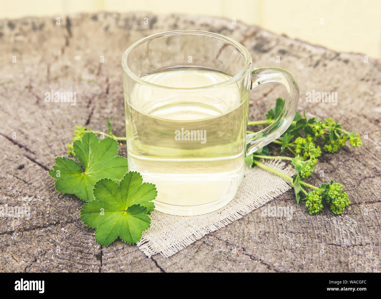 Alchemilla vulgaris, comune della signora medicinali mantello tisana concetto. Composizione su legno naturale dello sfondo. Foto Stock