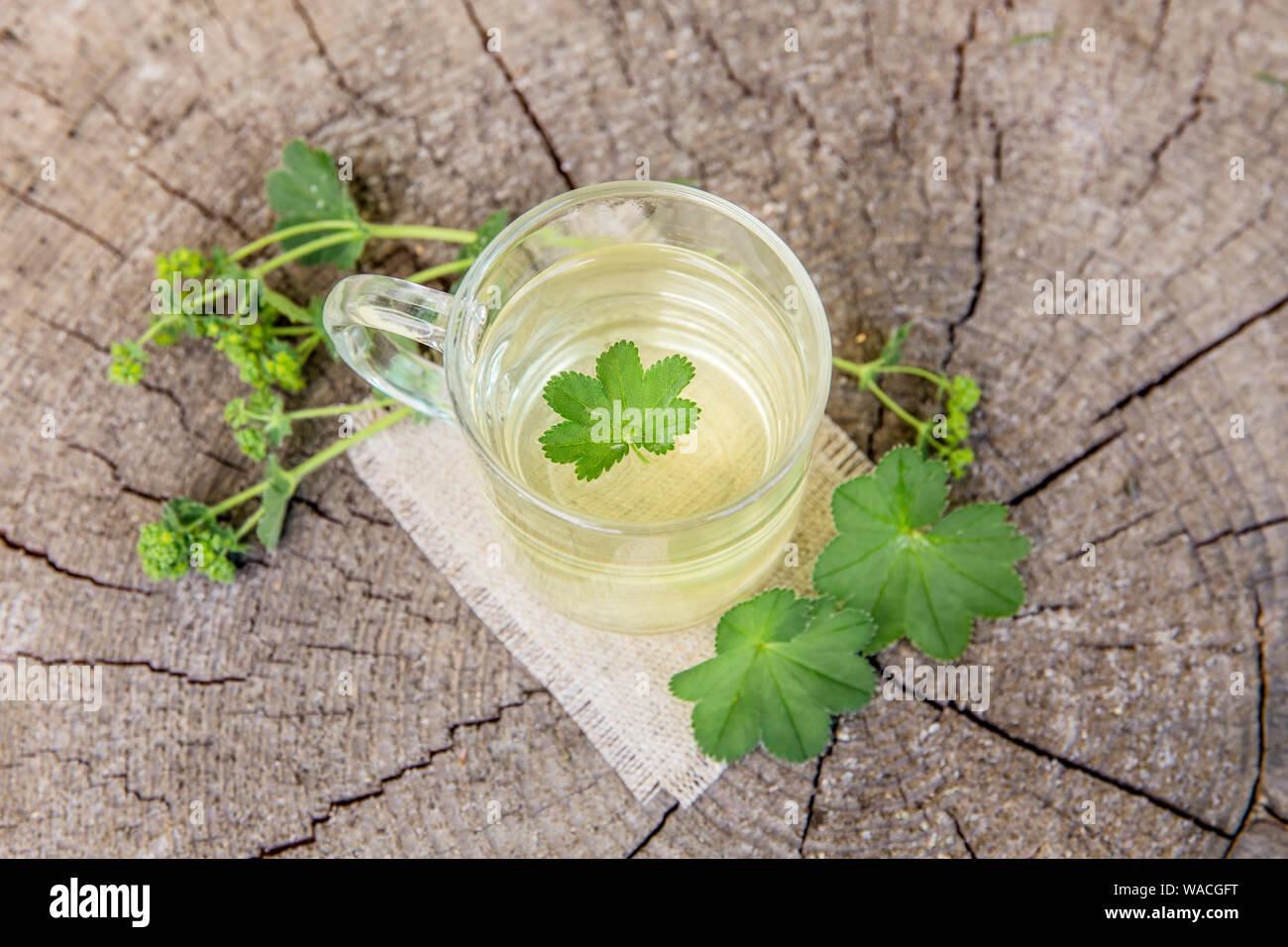 Alchemilla vulgaris, comune della signora medicinali mantello tisana concetto. Composizione su legno naturale dello sfondo. Foto Stock
