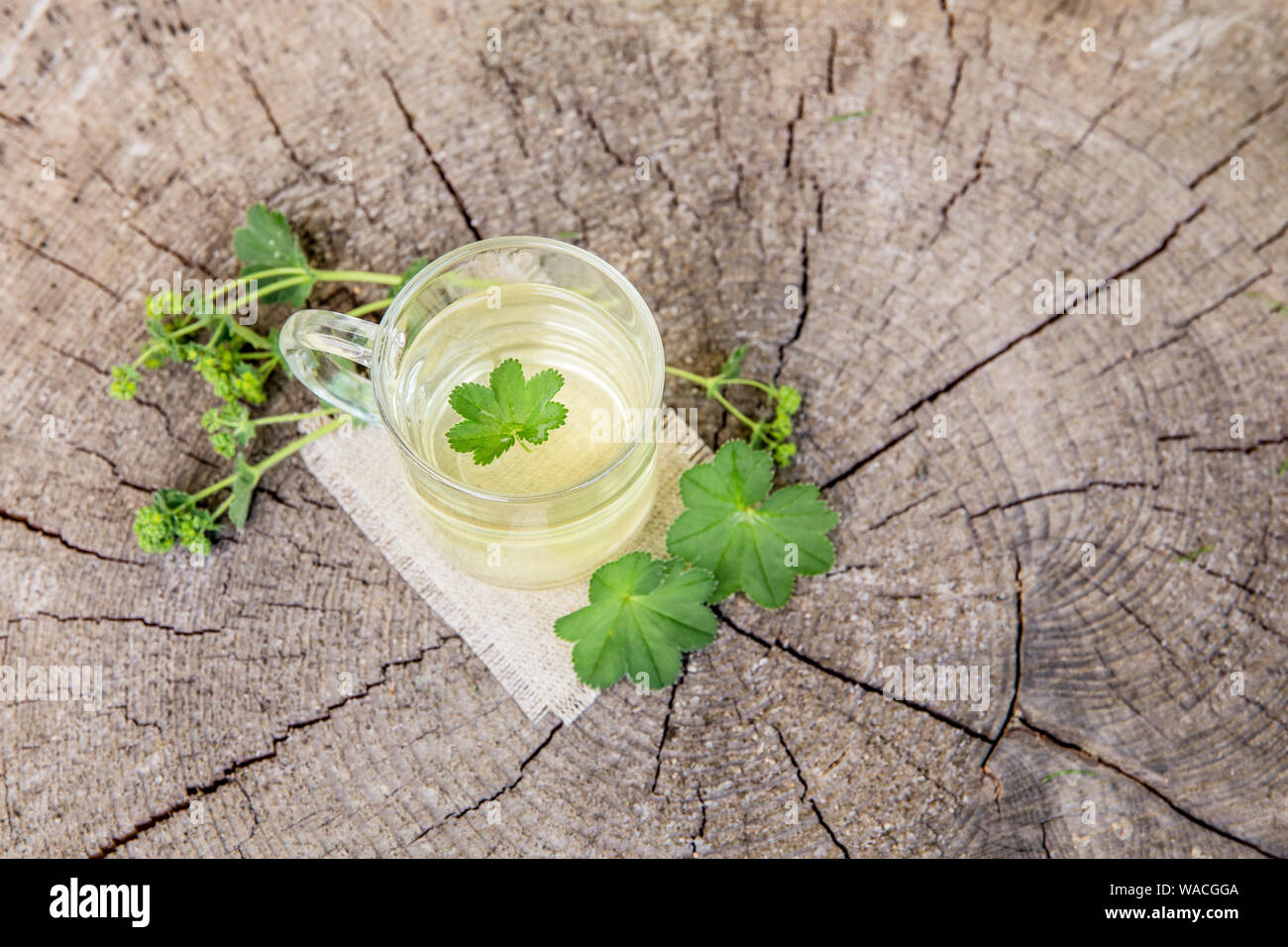 Alchemilla vulgaris, comune della signora medicinali mantello tisana concetto. Composizione su legno naturale dello sfondo. Foto Stock