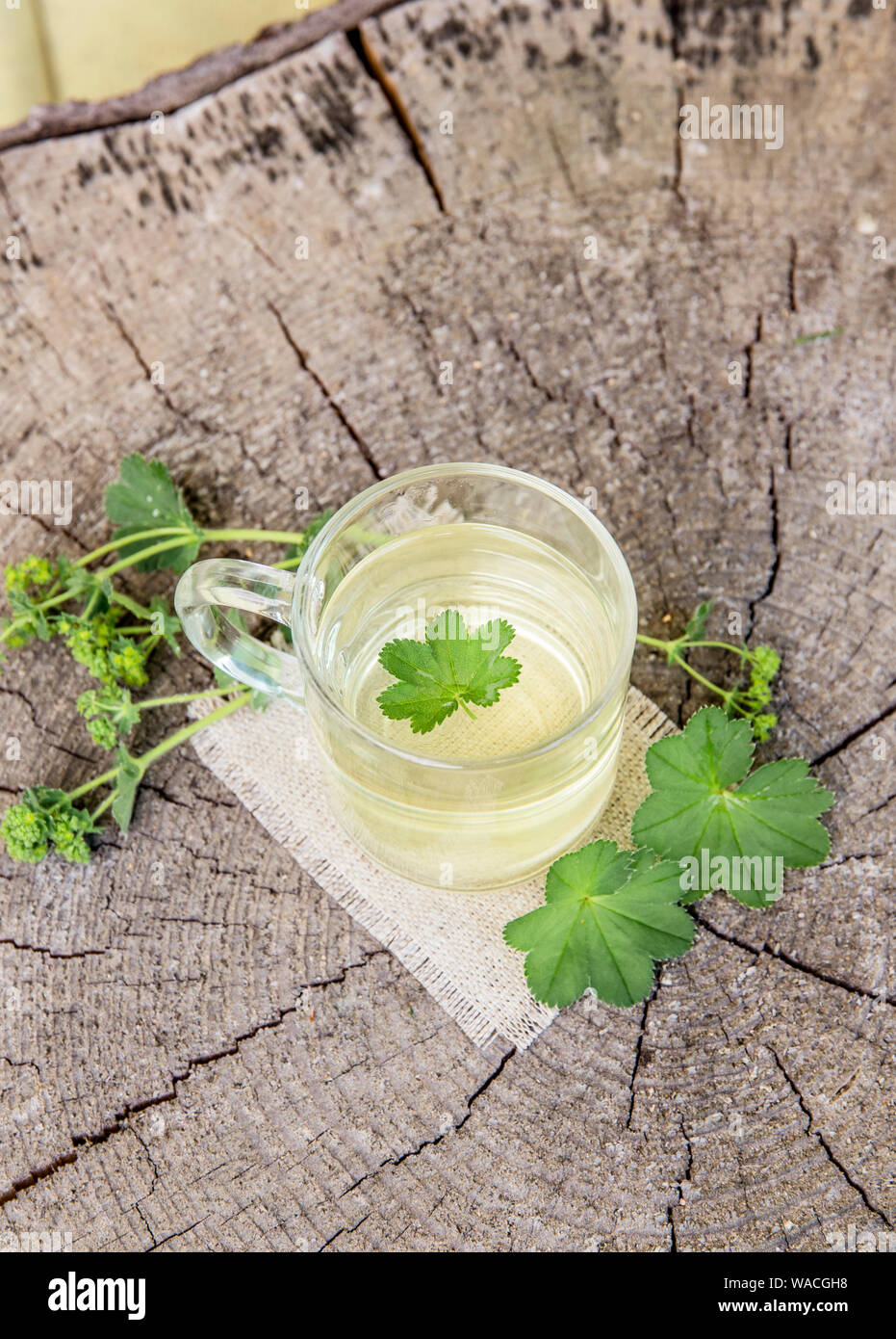 Alchemilla vulgaris, comune della signora medicinali mantello tisana concetto. Composizione su legno naturale dello sfondo. Foto Stock