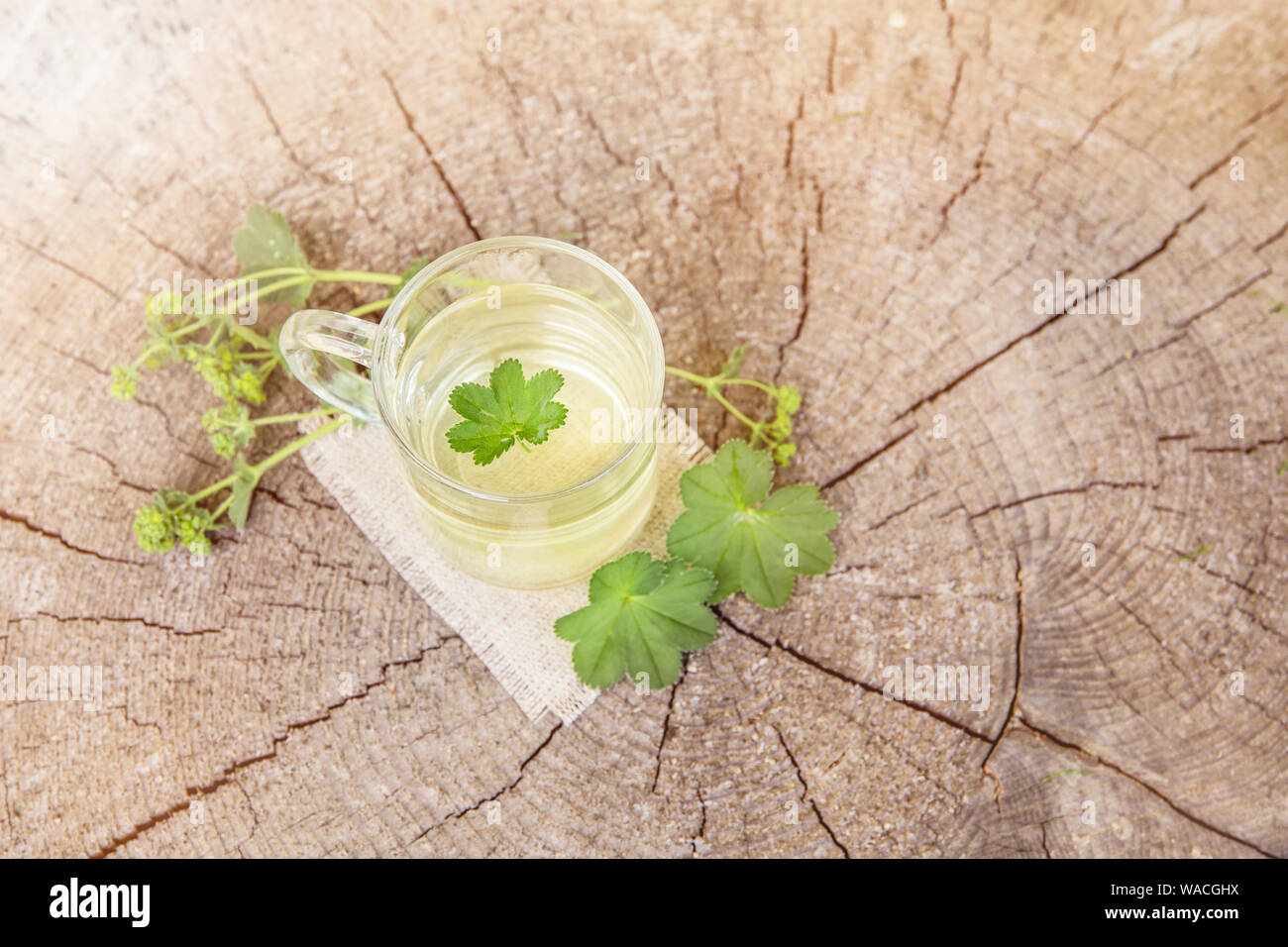 Alchemilla vulgaris, comune della signora medicinali mantello tisana concetto. Composizione su legno naturale dello sfondo. Foto Stock