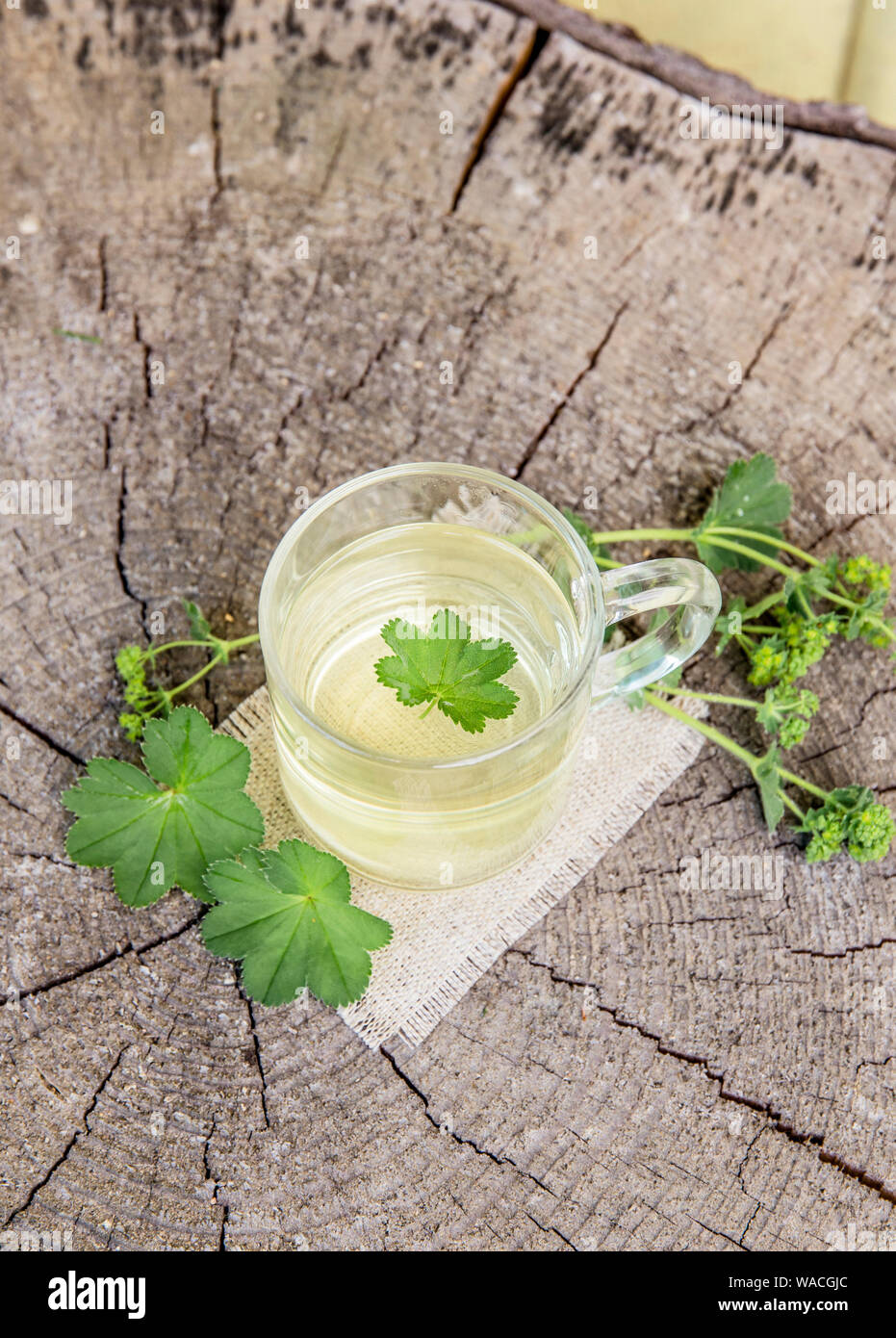 Alchemilla vulgaris, comune della signora medicinali mantello tisana concetto. Composizione su legno naturale dello sfondo. Foto Stock