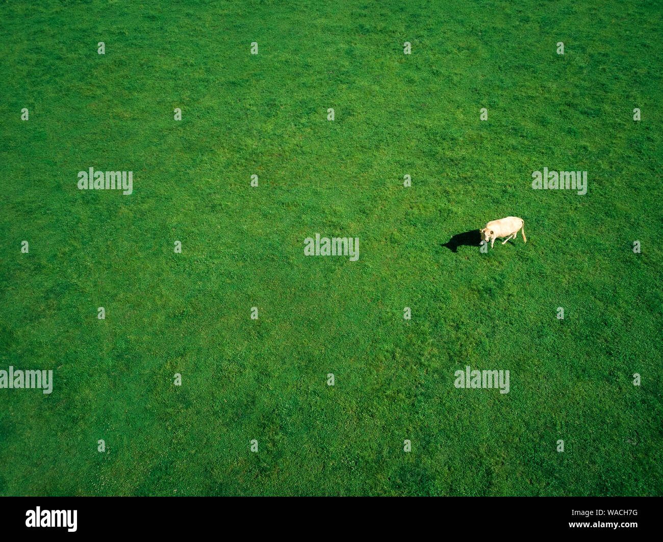 La fotografia aerea di vacche che pascolano nel campo erboso dell'estate. Foto Stock