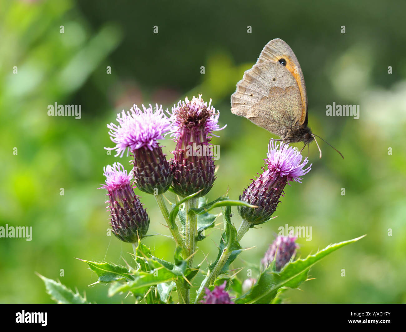 Prato farfalla marrone (Maniola jurtina) con ante chiuse su un viola fiore di cardo Foto Stock