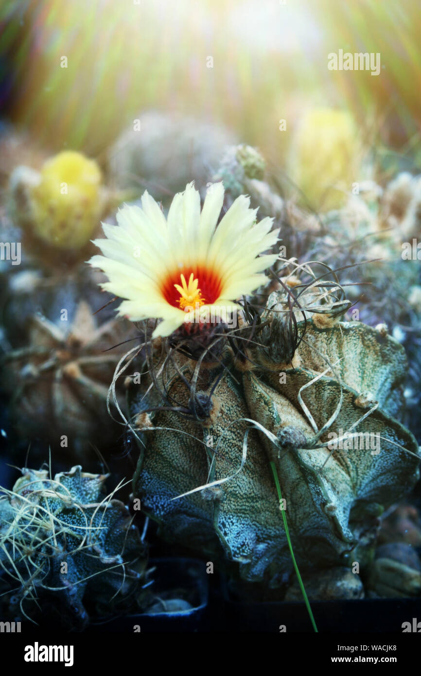 Blooming cactus in contrapposizione al ruvido e pungente alla bella e delicata. Astrophytum star Foto Stock