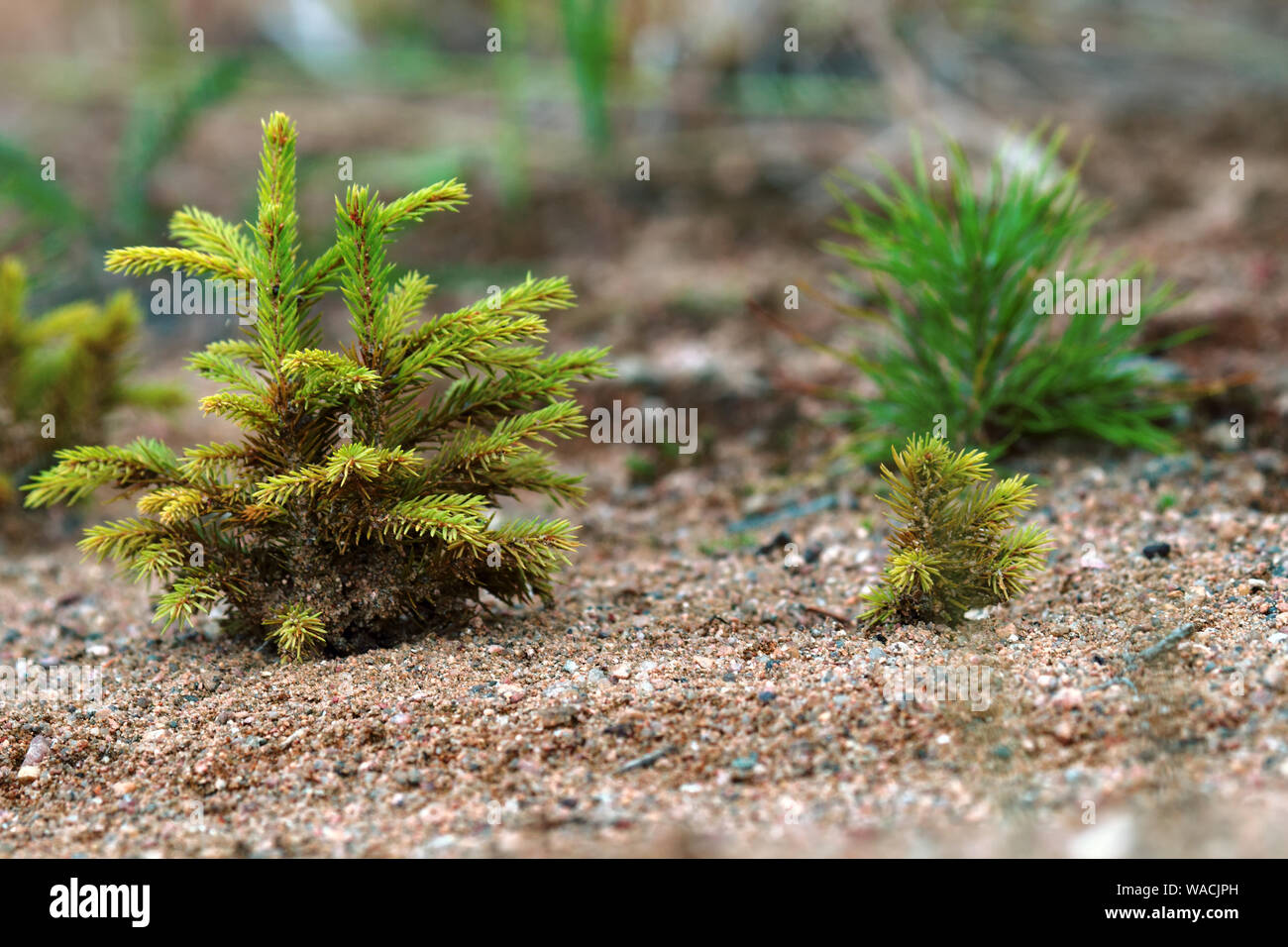 Il rimboschimento. Giovani abeti piantati (la ricrescita) su appezzamento di terreno sabbioso, abete rosso di sottobosco. Piccoli alberi in estate Foto Stock