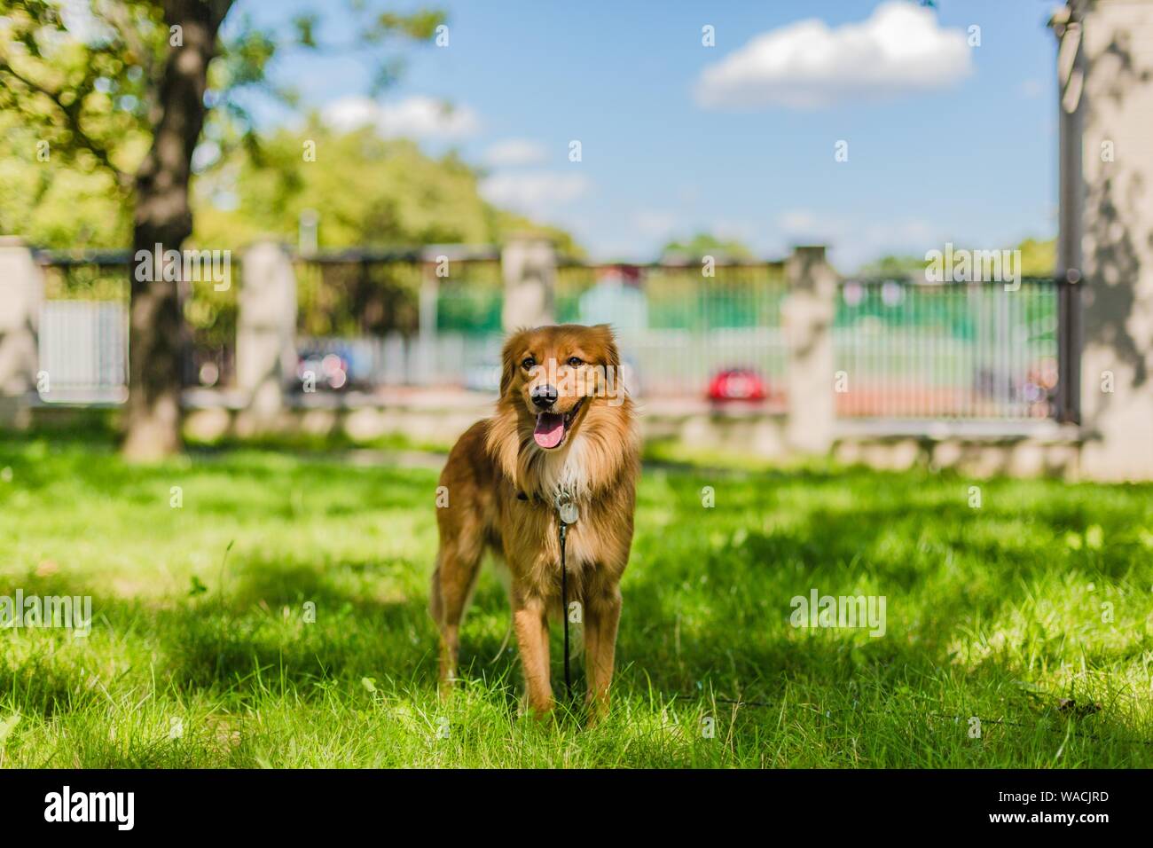 Carino felice fluffy bruna giovane mongrel cane con la bocca aperta che mostra la linguetta rosa in piedi sul prato verde in un parco su una soleggiata giornata estiva con cielo blu. Foto Stock