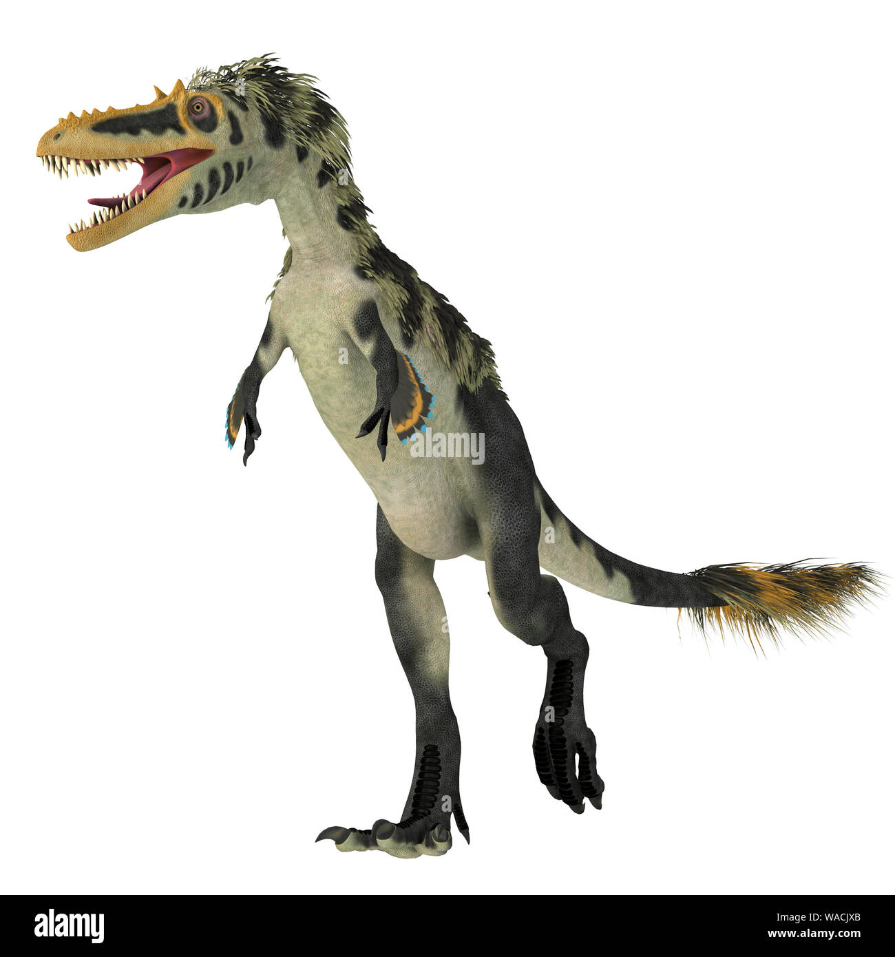 Alioramus altai era un theropod dinosauro carnivoro che ha vissuto in Mongolia durante il Cretacico. Foto Stock