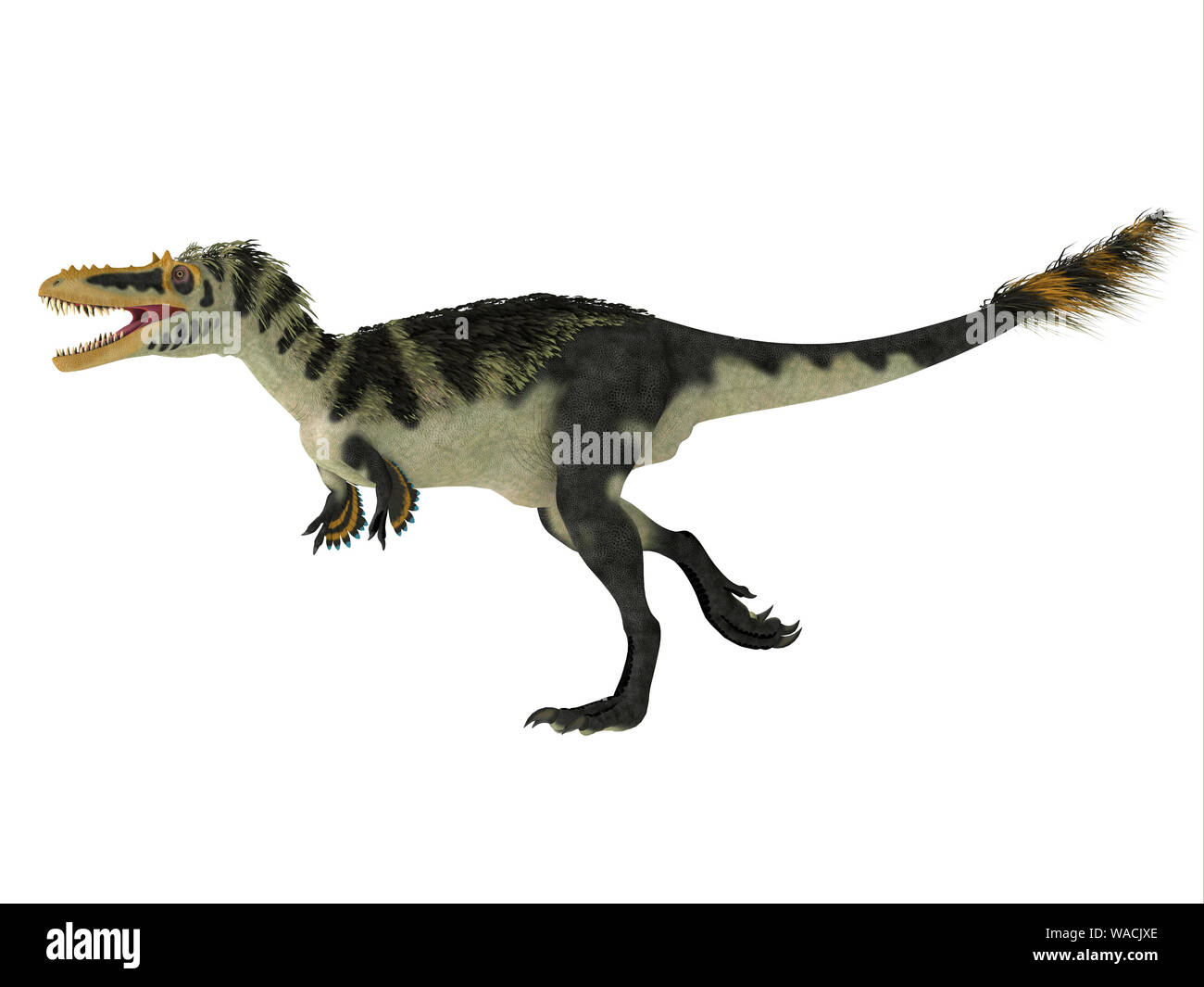 Alioramus altai era un theropod dinosauro carnivoro che ha vissuto in Mongolia durante il Cretacico. Foto Stock