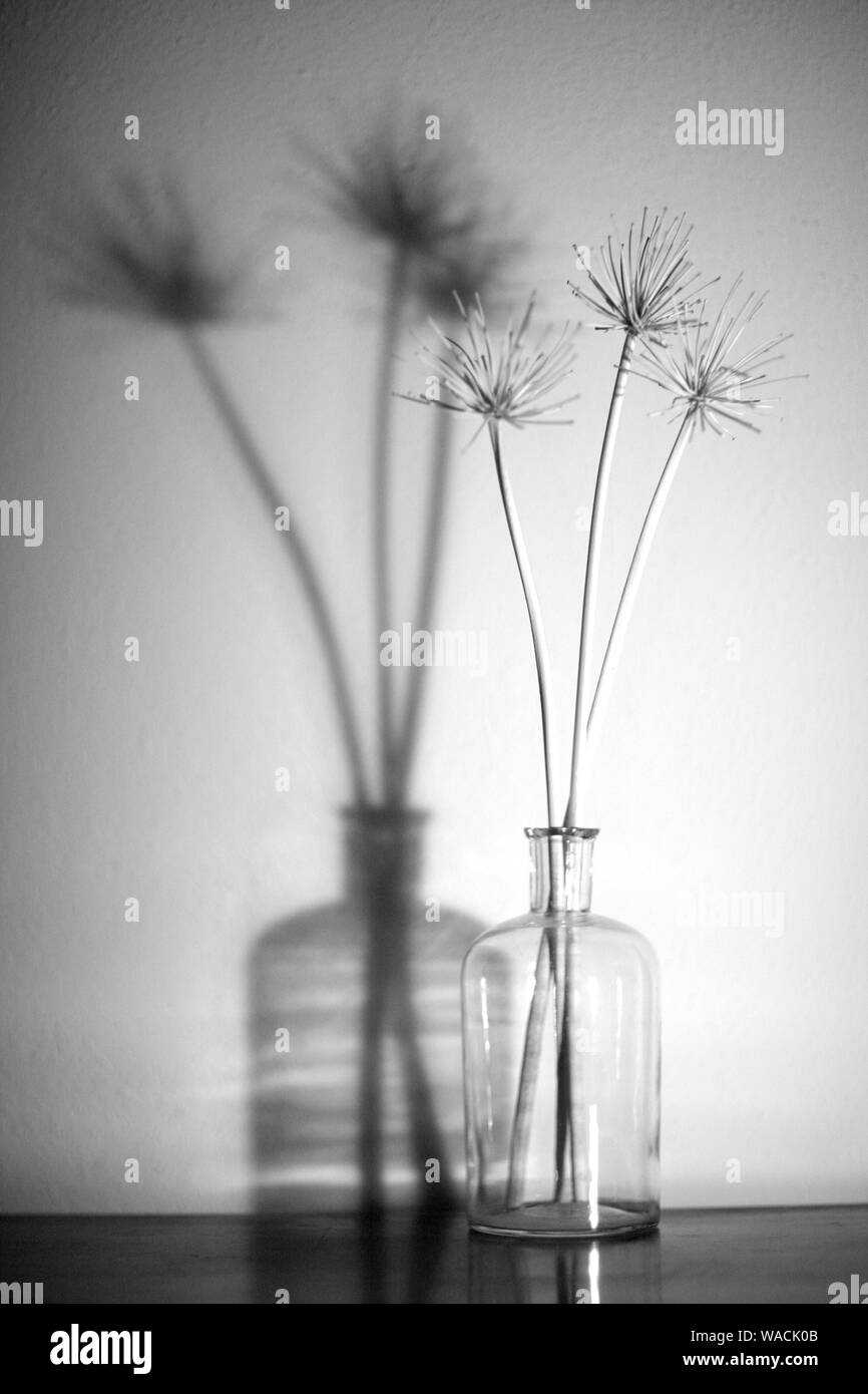 Steli secchi di piante in una bottiglia di vetro chiaro in piedi su un tavolo vicino alla parete. Foto Stock