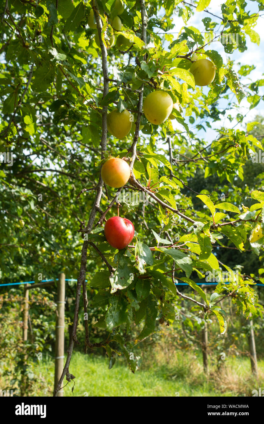 Prugne di ciliegio (Prunus cerasifera) in Vinyard, Somerset, Inghilterra, Regno Unito. Foto Stock