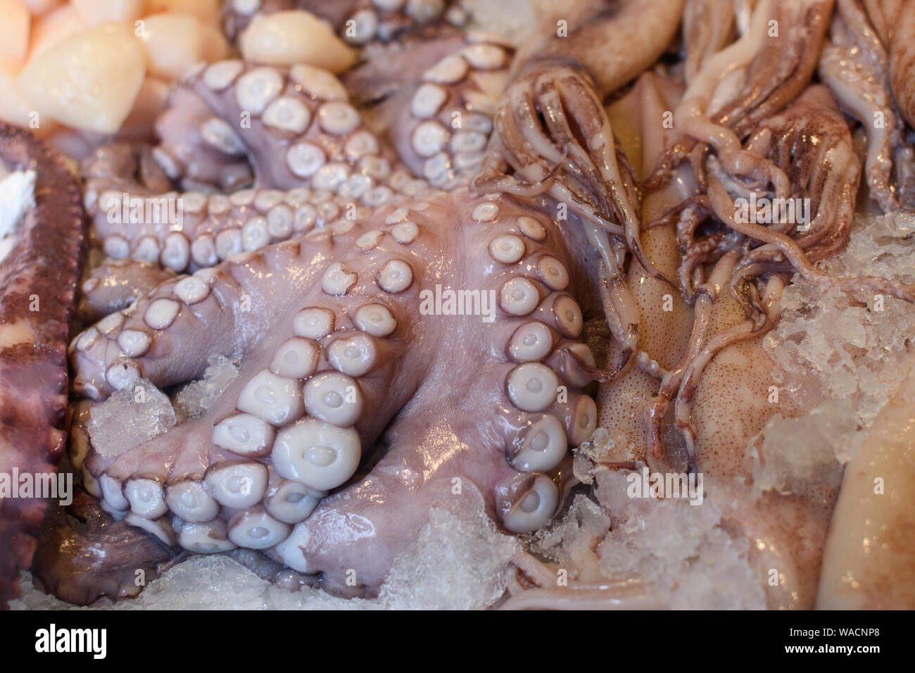 Il polpo con ghiaccio sul mercato Foto Stock