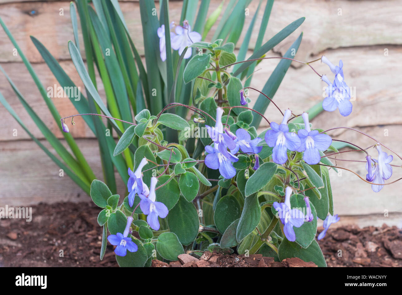 Streptocarpus saxorum Cape Prinrose un perenne piantato all'aperto in un luogo soleggiato per estate impianto indoor per l'inverno come gara di brina Foto Stock