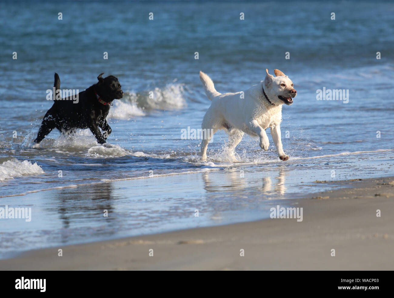 Due labrador retriever Cani giocando insieme sulla spiaggia uno nero e uno è giallo Foto Stock