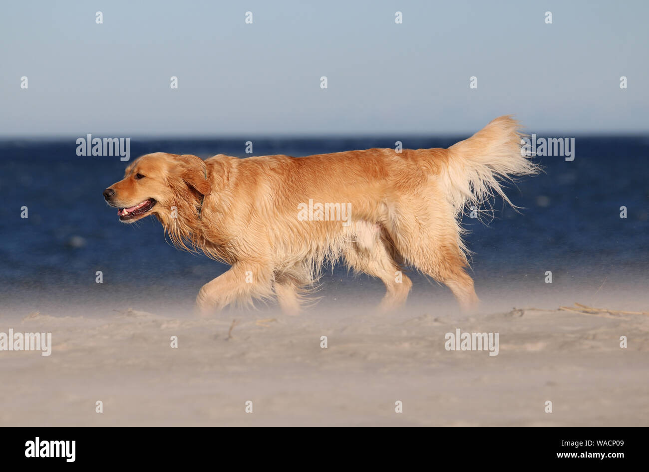 Un golden retriever cane di camminare sulla spiaggia vicino al mare in estate Foto Stock