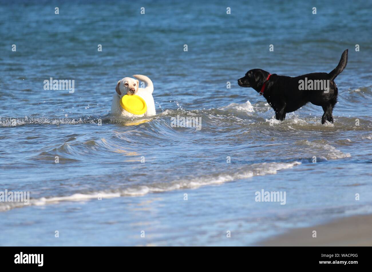 Due labrador retriever Cani giocando insieme sulla spiaggia uno nero e uno è giallo Foto Stock