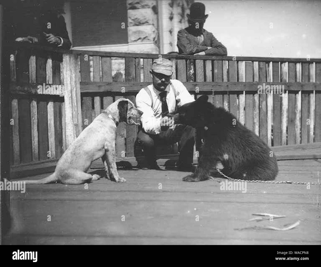 Cane e incatenato Bear Cub a Tacoma Hotel Tacoma Settembre 27 1892 (WAITE 8). Foto Stock