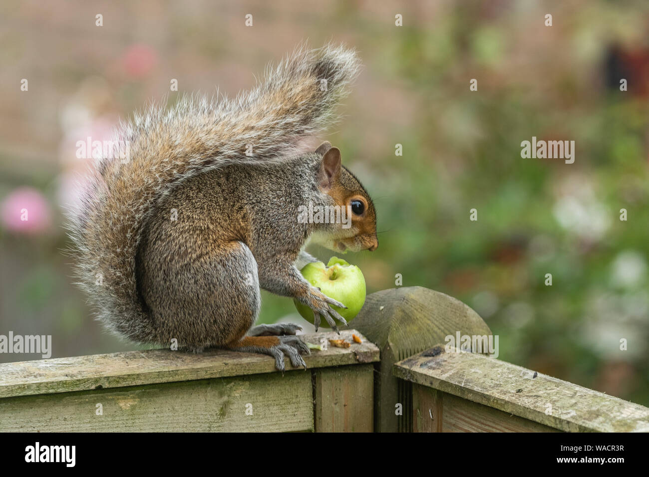 Uno scoiattolo grigio (UK) con un Apple presi da un albero da frutto in un giardino. Foto Stock