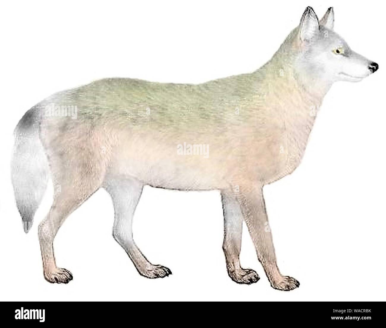 Cani sciacalli lupi e volpi piastra (III) C. l. nubilus mod. Foto Stock