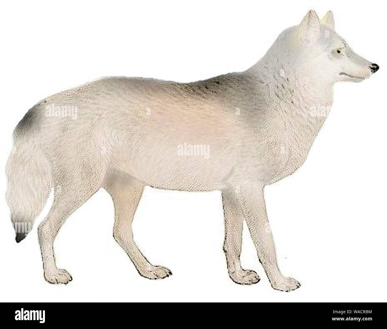 Cani sciacalli lupi e volpi piastra (III) C. l. bernardi mod. Foto Stock