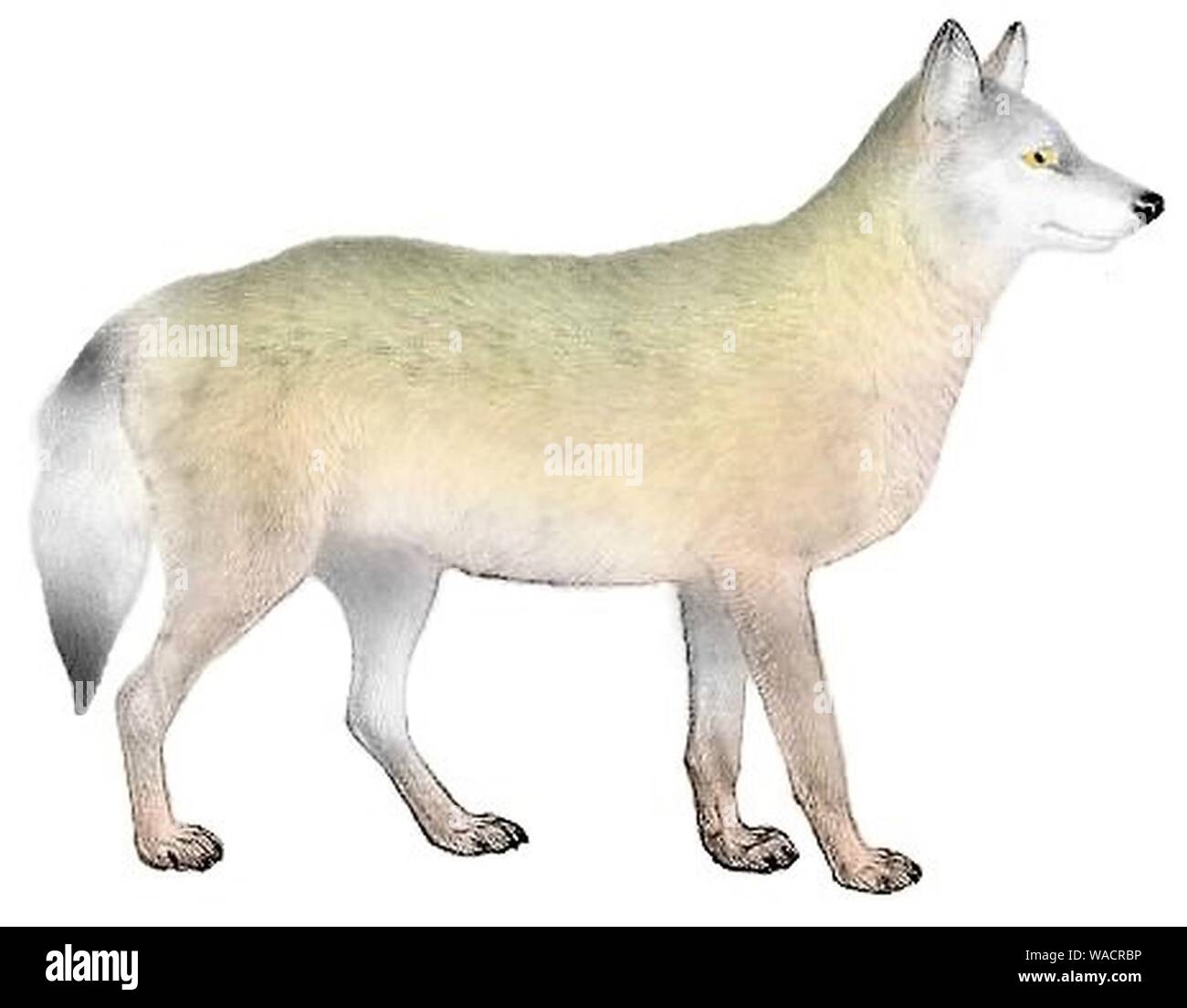 Cani sciacalli lupi e volpi piastra (III) C. l. youngi mod. Foto Stock