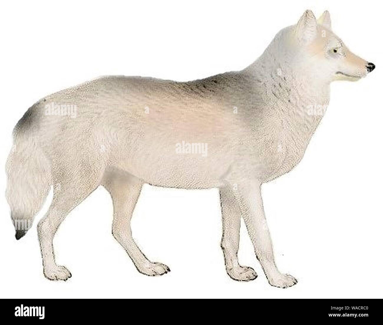 Cani sciacalli lupi e volpi piastra (III) C. l. orion mod. Foto Stock