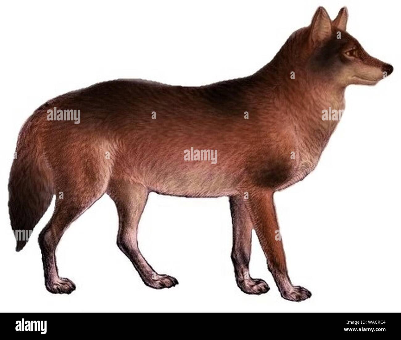 Cani sciacalli lupi e volpi piastra (III) C. l. ibericus mod. Foto Stock