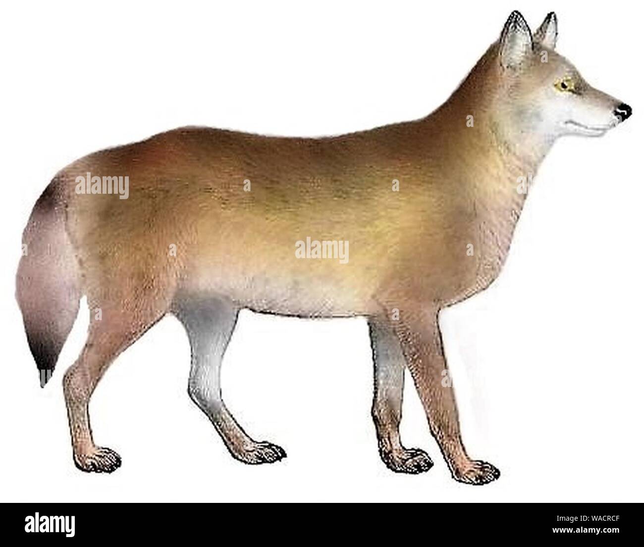 Cani sciacalli lupi e volpi piastra (III) C. l. monstrabilis mod. Foto Stock