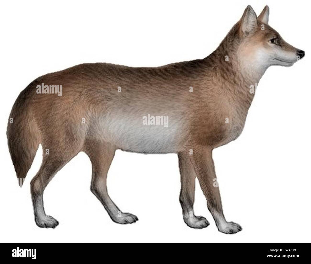 Cani sciacalli lupi e volpi piastra (III) C. l. campestris mod. Foto Stock