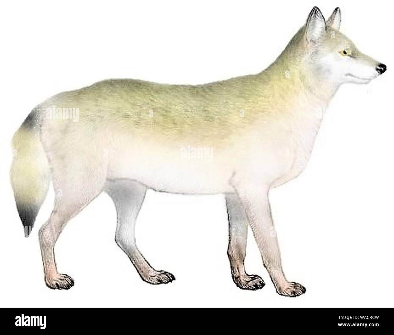 Cani sciacalli lupi e volpi piastra (III) C. l. irremotus mod. Foto Stock