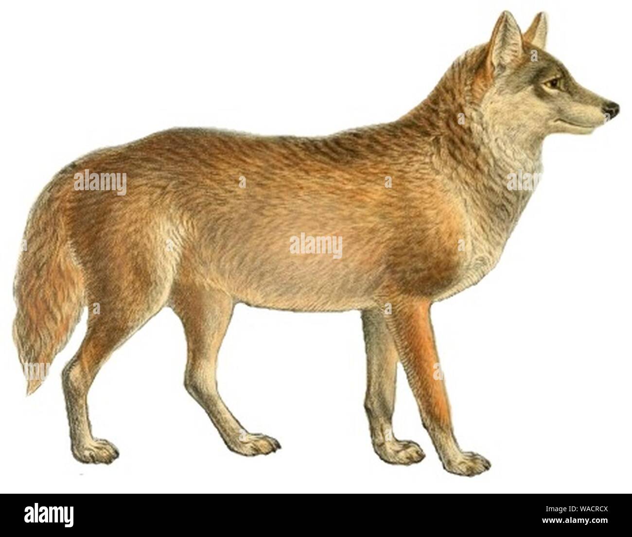 Cani sciacalli lupi e volpi piastra (III). Foto Stock