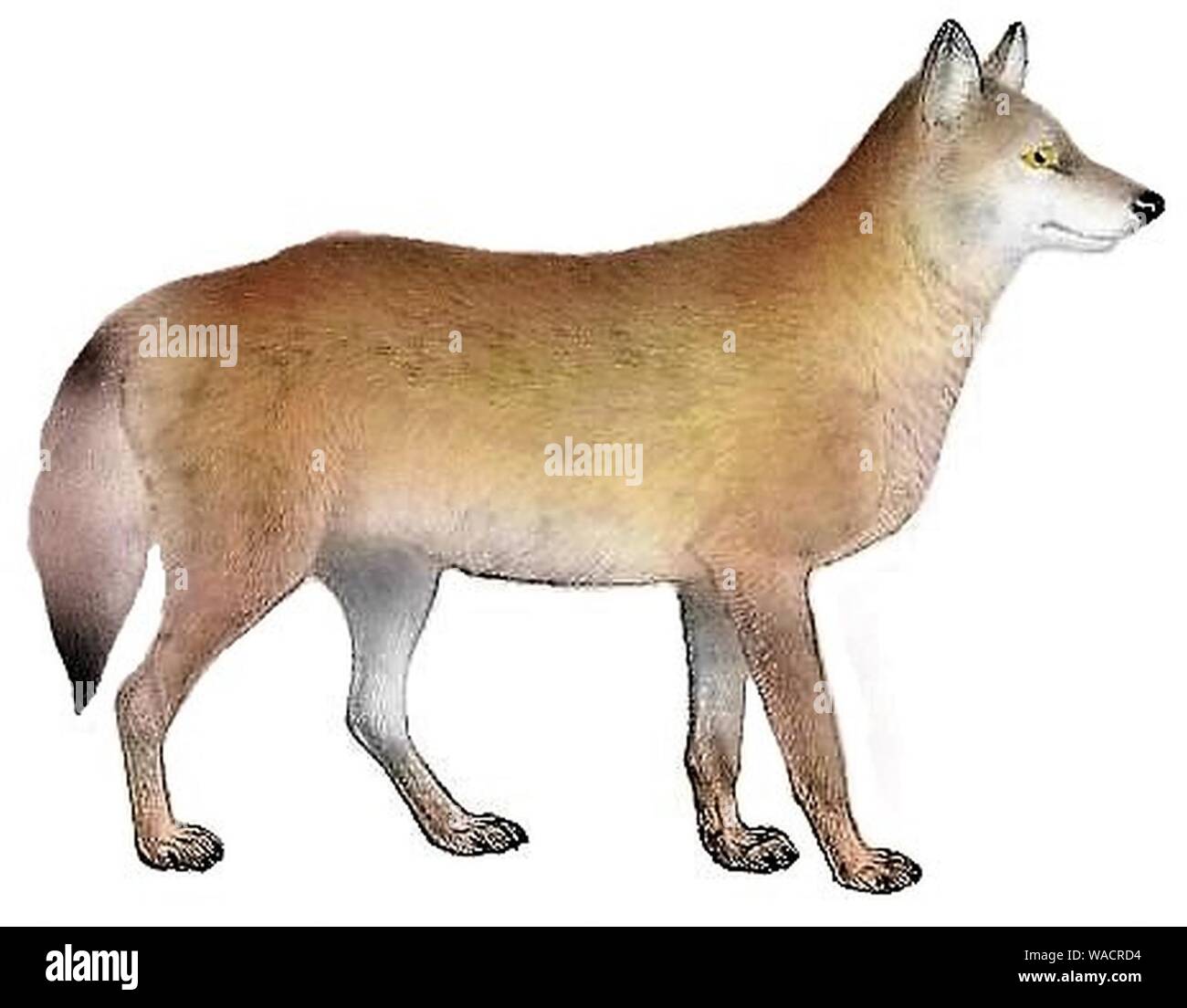 Cani sciacalli lupi e volpi piastra (III) C. l. mogollonensis mod. Foto Stock