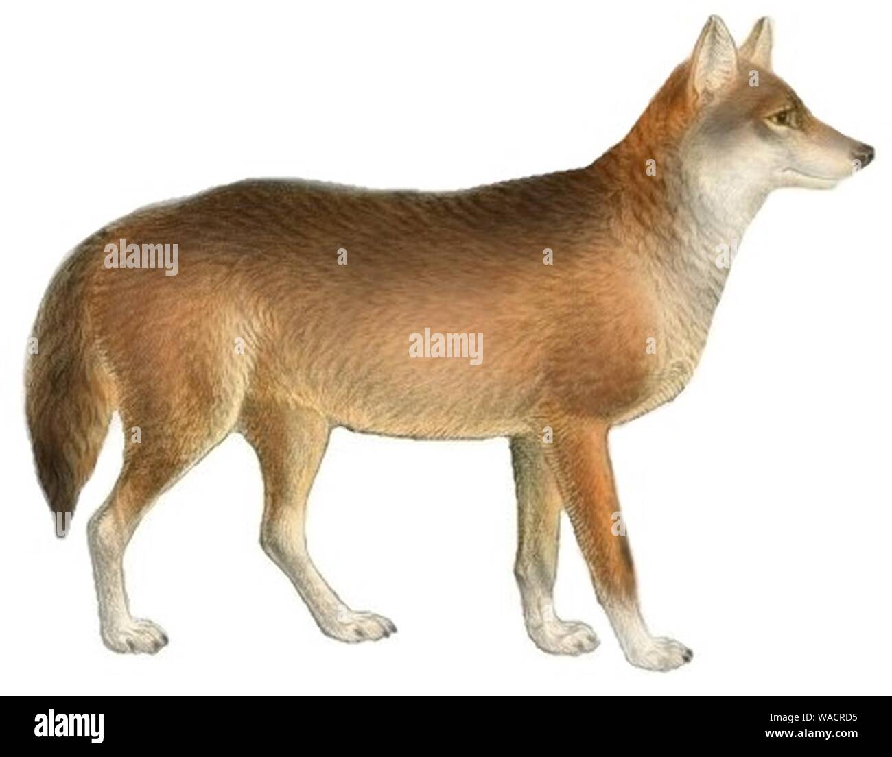 Cani sciacalli lupi e volpi piastra (III) C. l. italicus mod. Foto Stock