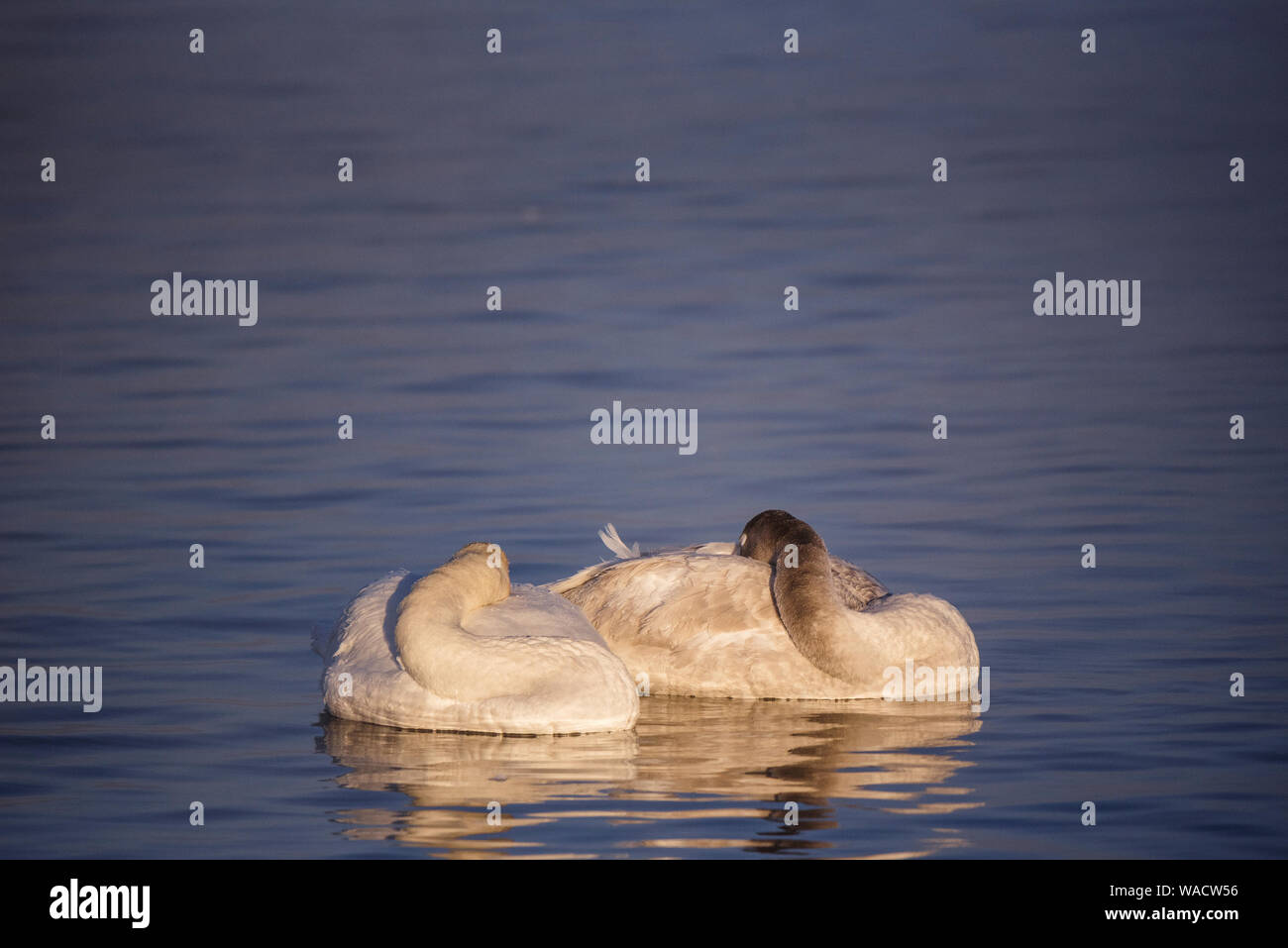 Due cigni in appoggio di dormire sul lago. "Lebedinyj' Swan Riserva Naturale, 'Svetloye' lago, Urozhaynoye Village, Sovetsky District, Altai regione, Russia Foto Stock