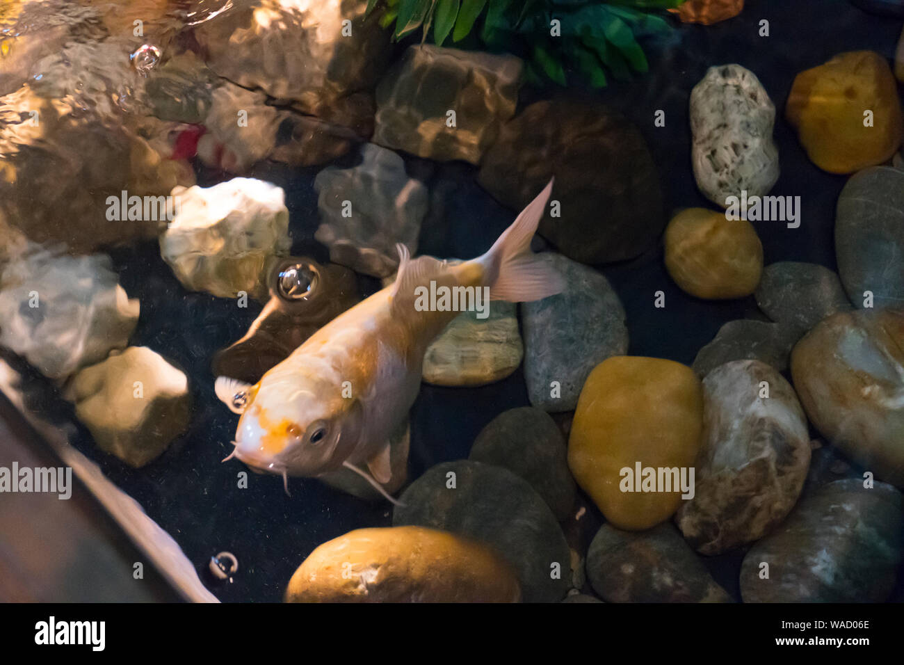 Koi, Karpfen schwimmt in einem Becken mit Steinen Foto Stock