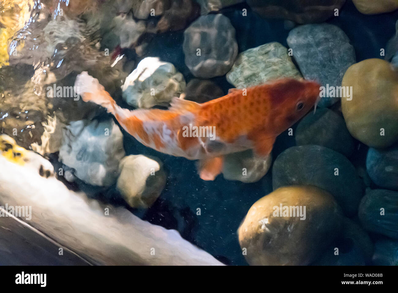 Koi, Karpfen schwimmt in einem Becken mit Steinen Foto Stock