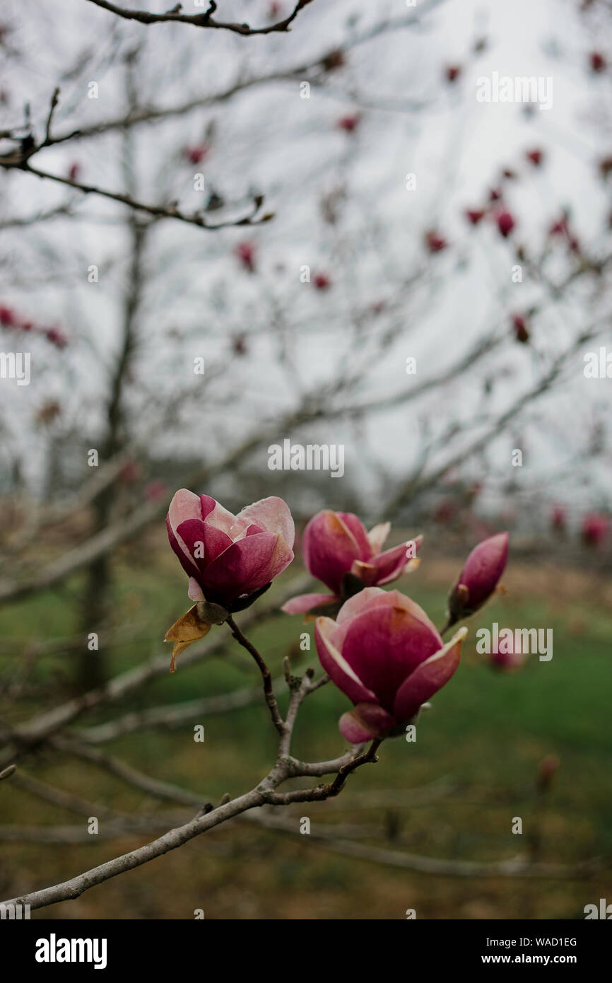 Molla di rosa Magnolia fiorisce su un ramo contro un cielo grigio Foto Stock
